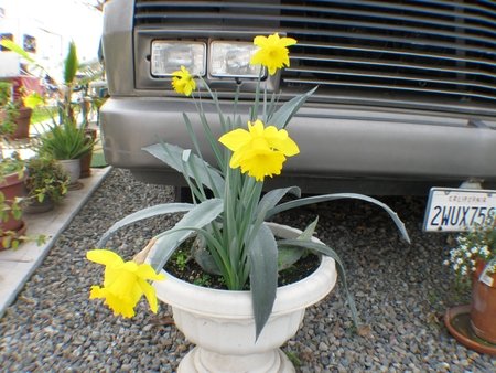 Daffodils and Cactus.