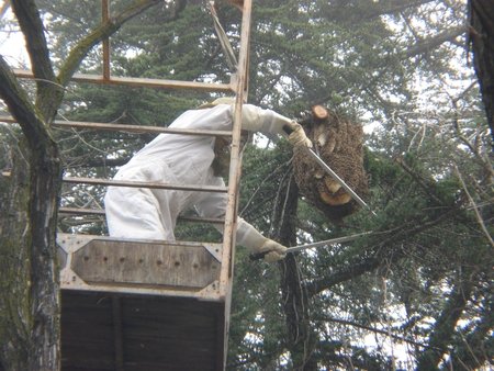 Bee Hive in tree