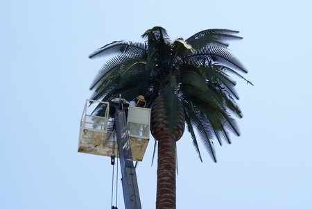 Bee Hive in Cell Tower, a fake palm tree