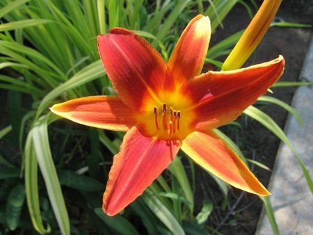 A lily in full bloom