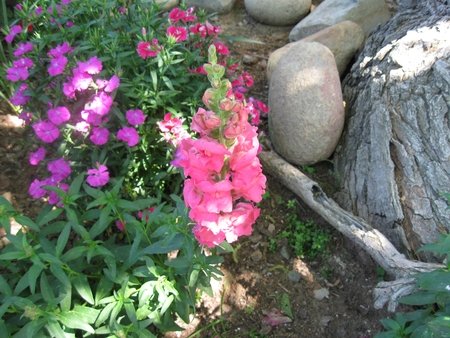Snapdragons