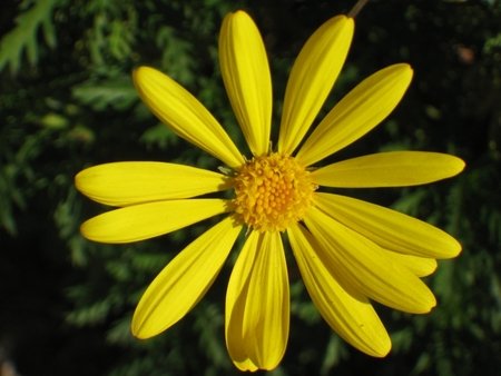 A Daisy